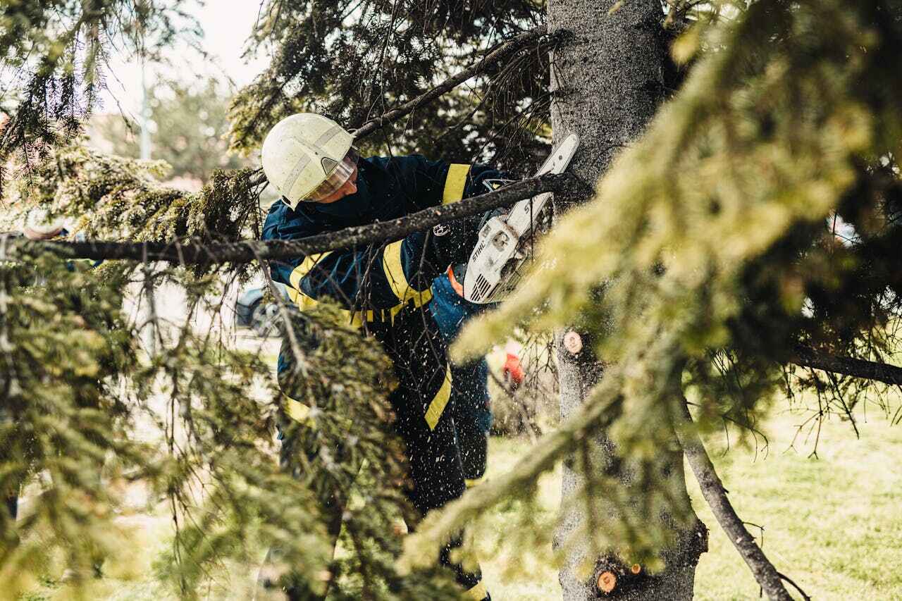 The Steps Involved in Our Tree Care Process in Woodbine, GA